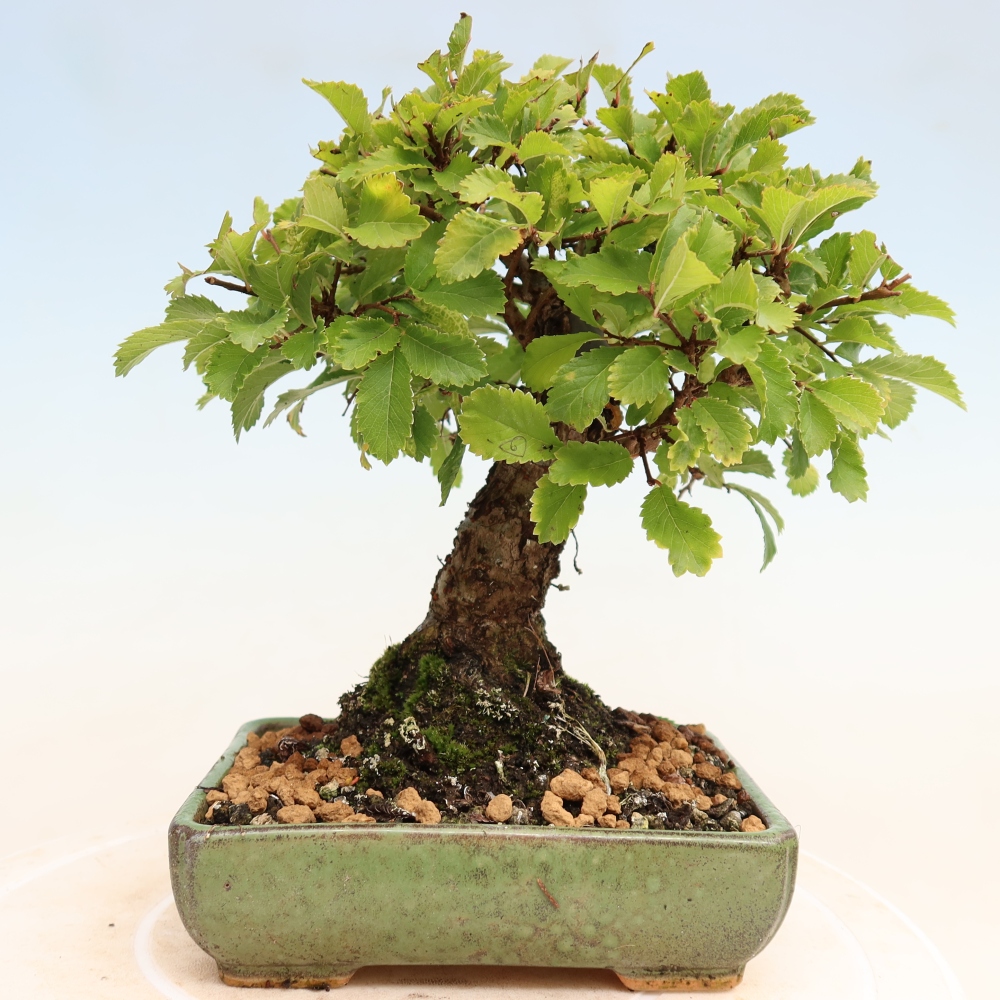 Outdoor bonsai - Zelkova - Zelkova NIRE