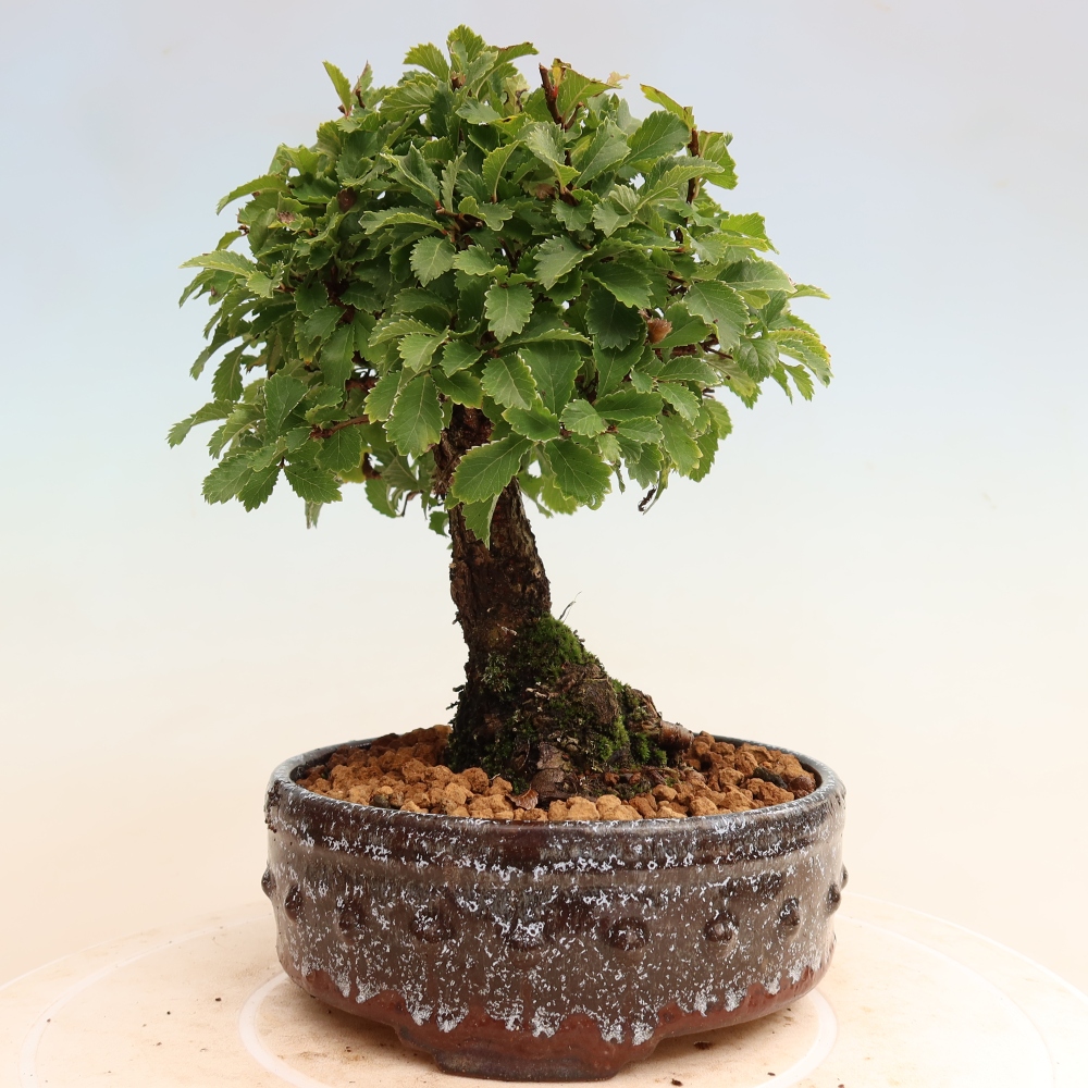 Outdoor bonsai - Zelkova - Zelkova NIRE