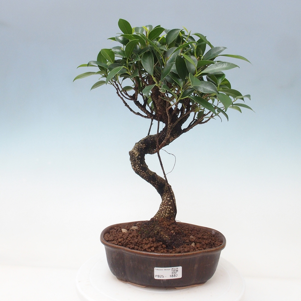 Indoor bonsai - Ficus retusa - small ficus