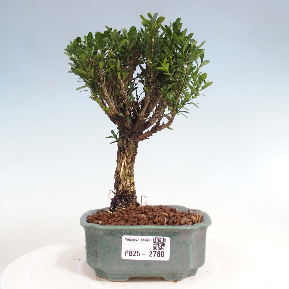 Room Bonsai - Buxus harlandii - Cork boxwood