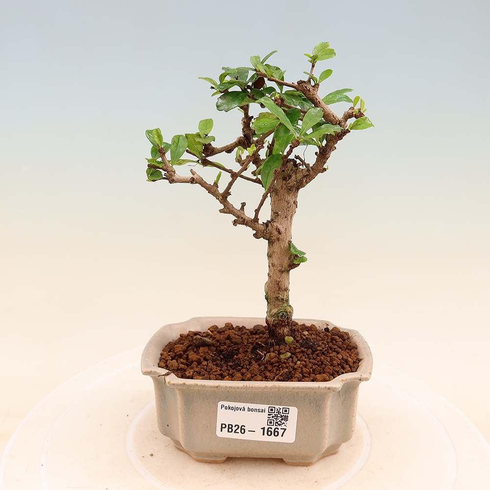 Room bonsai - Carmona macrophylla - Tea fuki