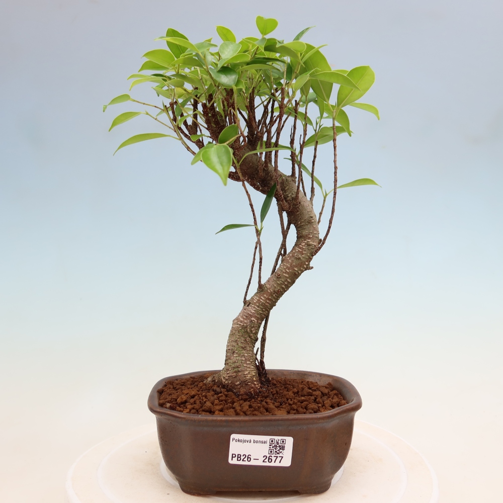 Room bonsai - Ficus kimmen - small-leaved ficus