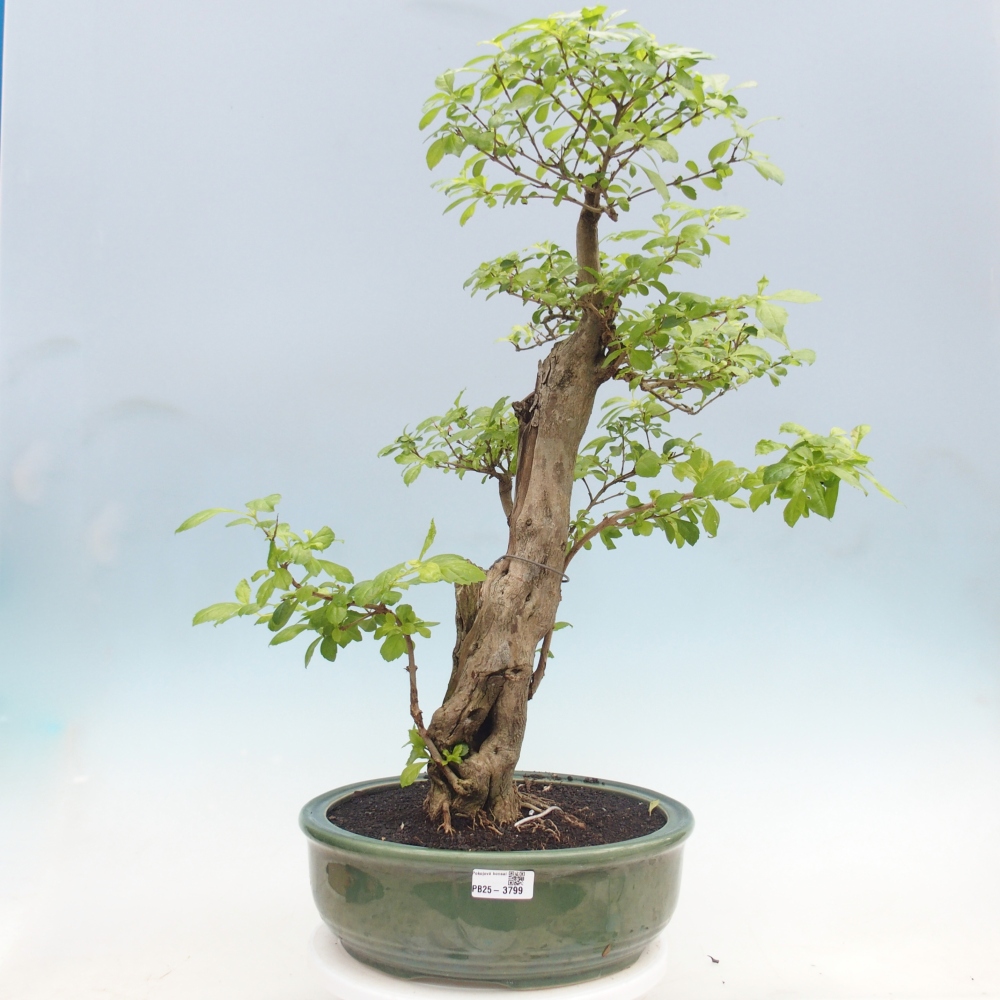 Room bonsai - Duranta erecta Aurea - PERSONAL COLLECTION ONLY or pallet transport