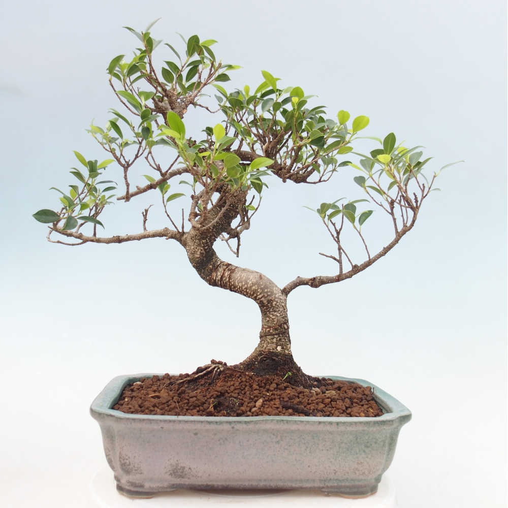 Room bonsai - Ficus kimmen - small-leaved ficus