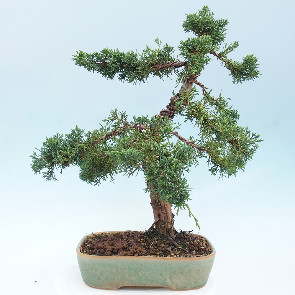 Outdoor bonsai - Juniperus chinensis Kishu - Chinese juniper