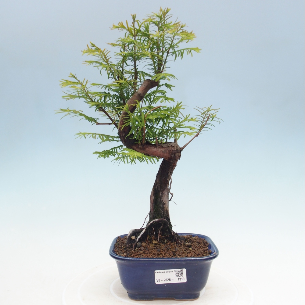 Outdoor bonsai - Metasequoia glyptostroboides - Chinese Metasequoia