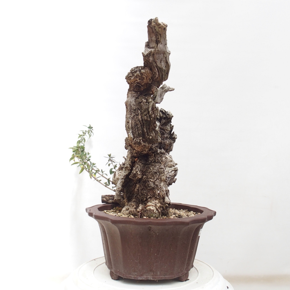 Indoor bonsai - Olea europaea sylvestris - European small-leaved olive oil