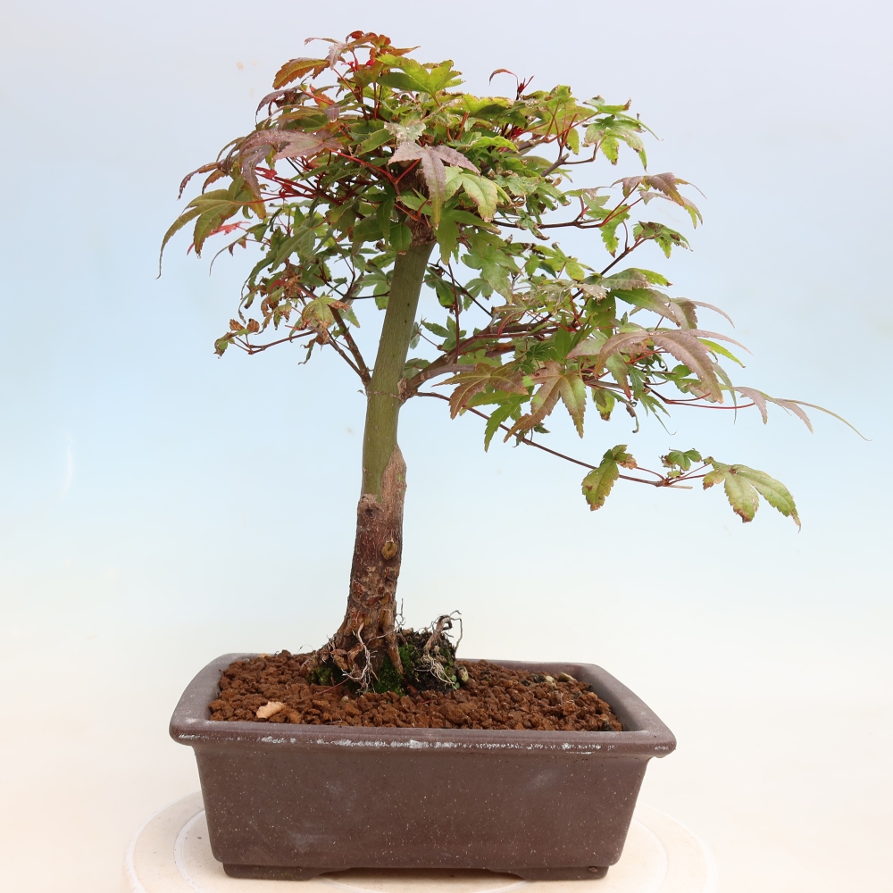 Outdoor bonsai - Acer palmatum DESHOJO
