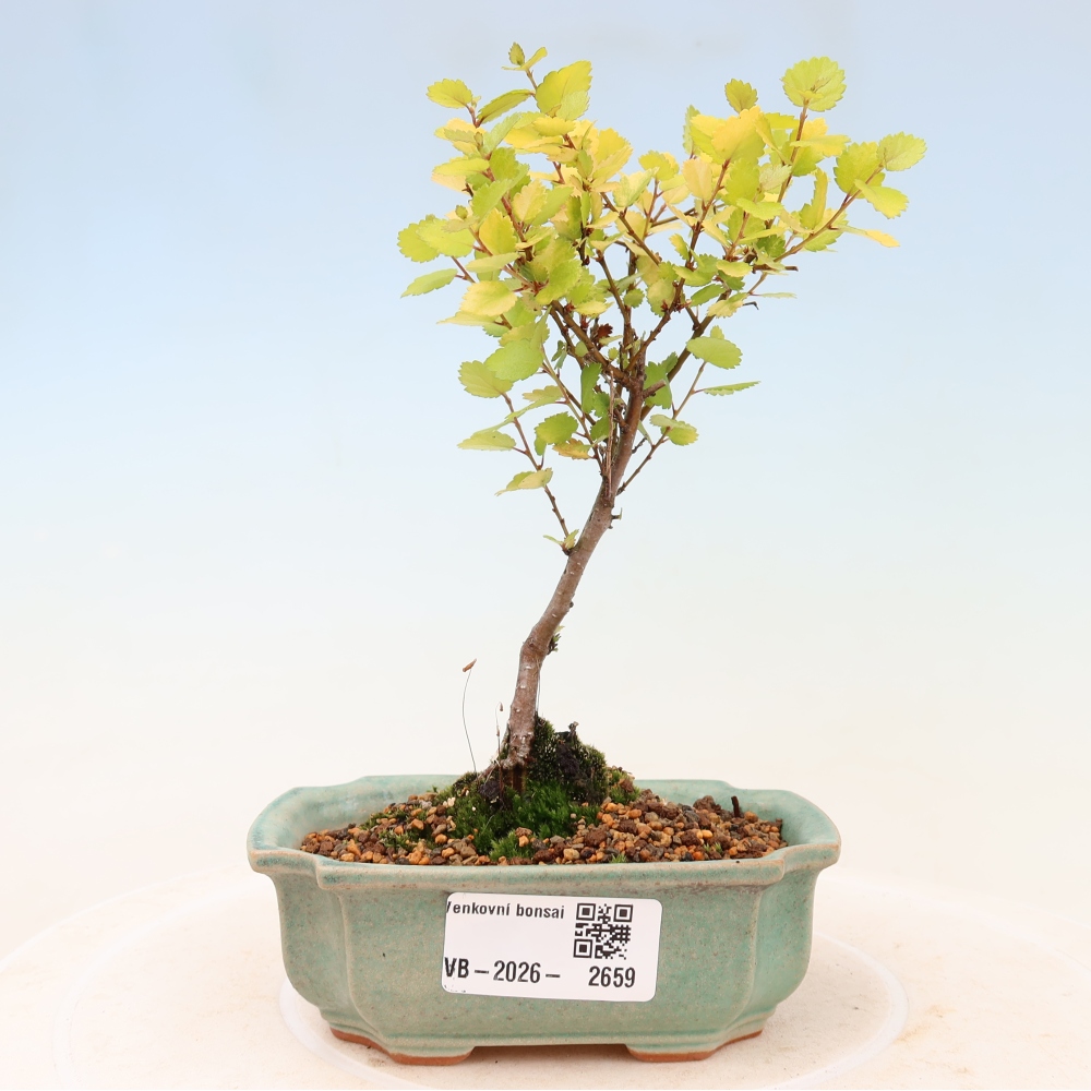 Outdoor Bonsai - Dwarf Birch - Betula NANA Golden Treasure