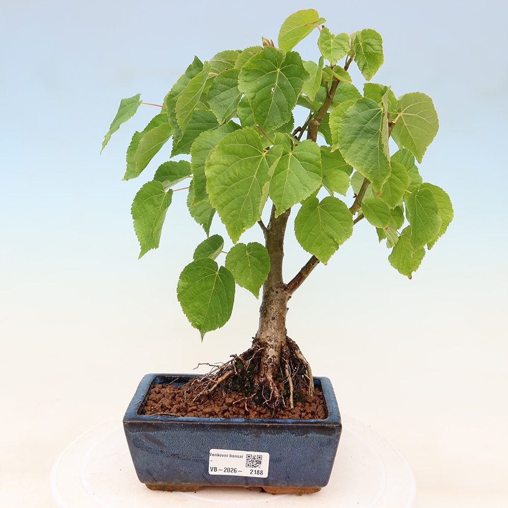 Outdoor Bonsai - Small-leaved Linden - Tilia cordata