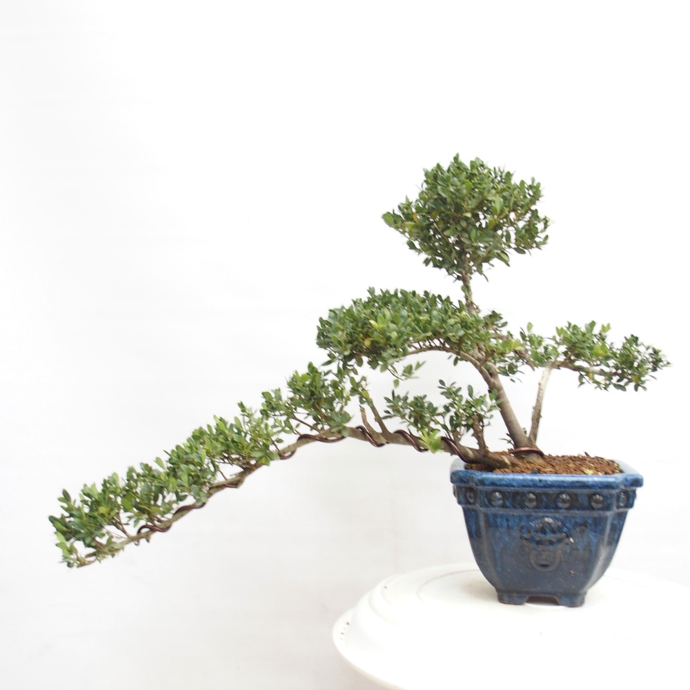 Indoor bonsai - Ilex crenata - Holly