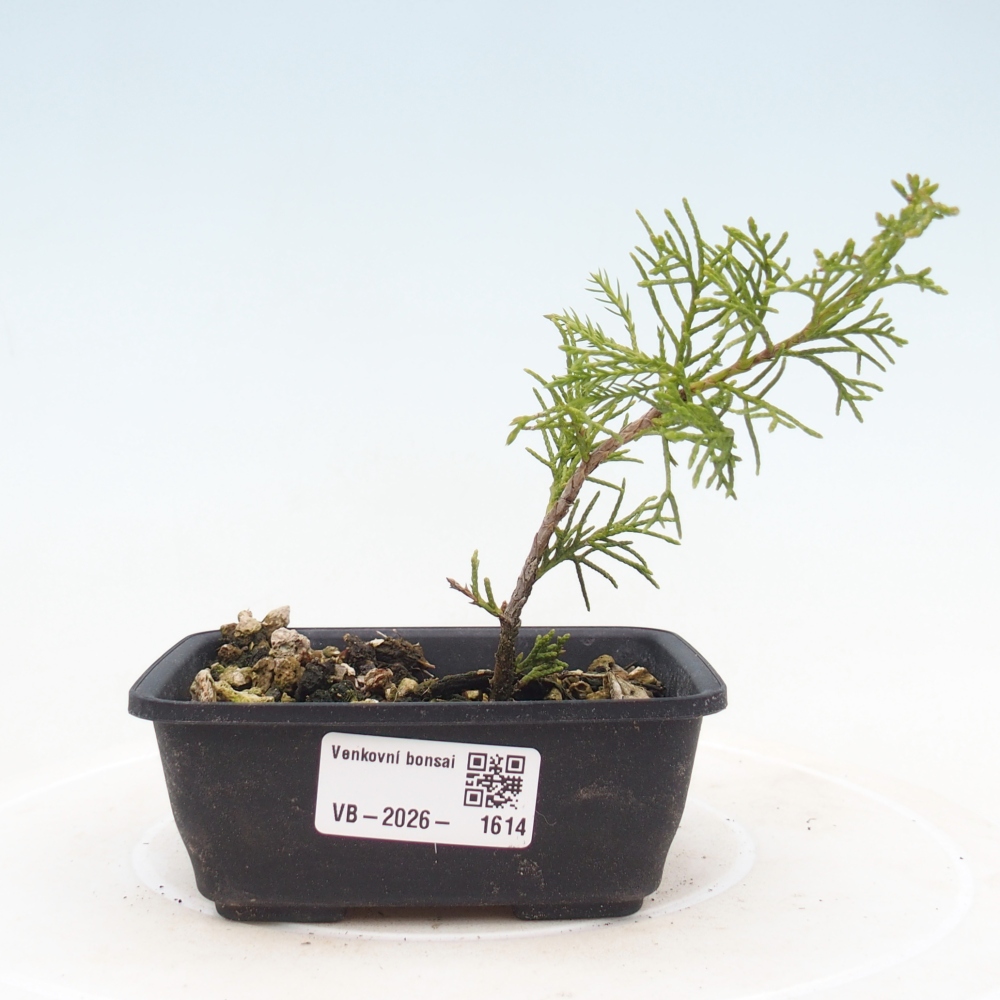 Outdoor bonsai - Juniperus chinensis Itoigawa