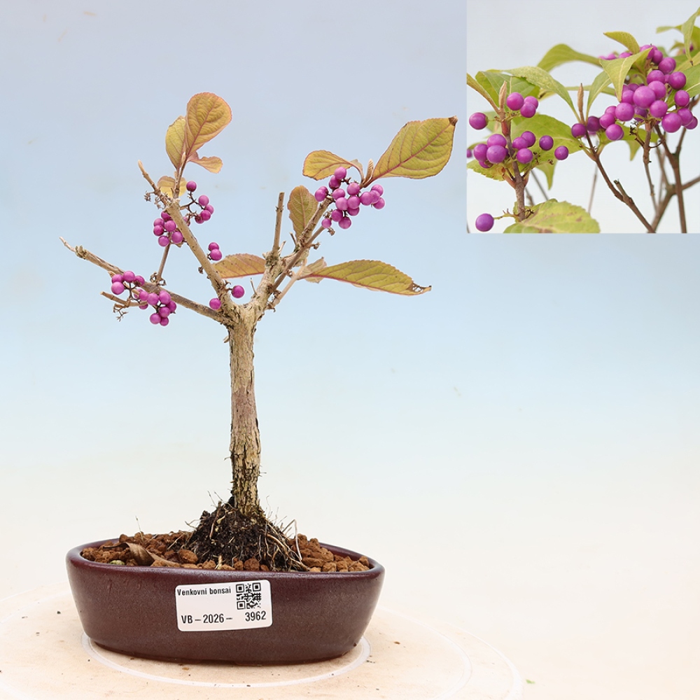 Outdoor Bonsai - Beautyberry - Callicarpa bodinierova 'Profusion'