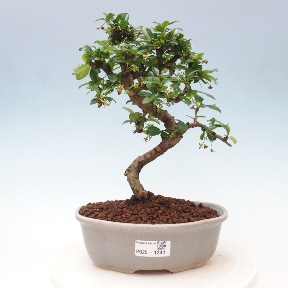 Room bonsai - Carmona macrophylla - Tea fuki