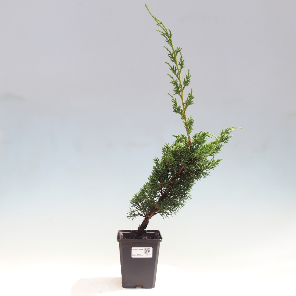 Outdoor bonsai - Juniperus chinensis Kishu
