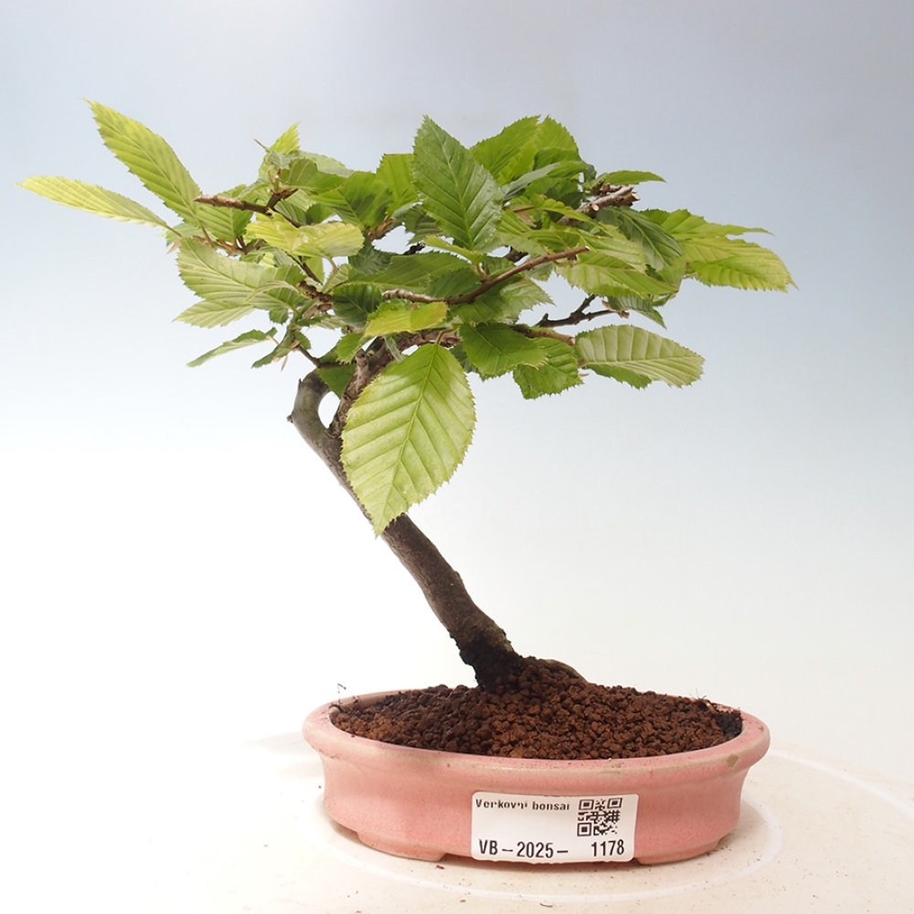 Outdoor bonsai - Carpinus Betulus - Hornbeam