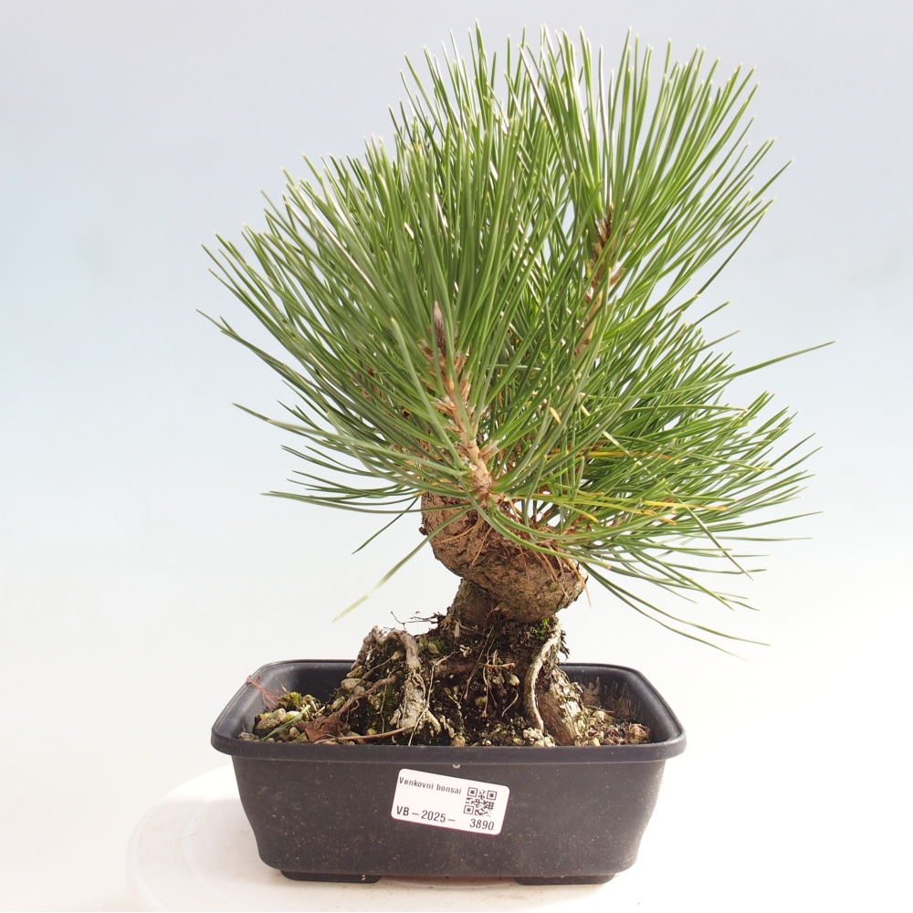 Outdoor bonsai - Pinus thunbergii - Thunberg pine