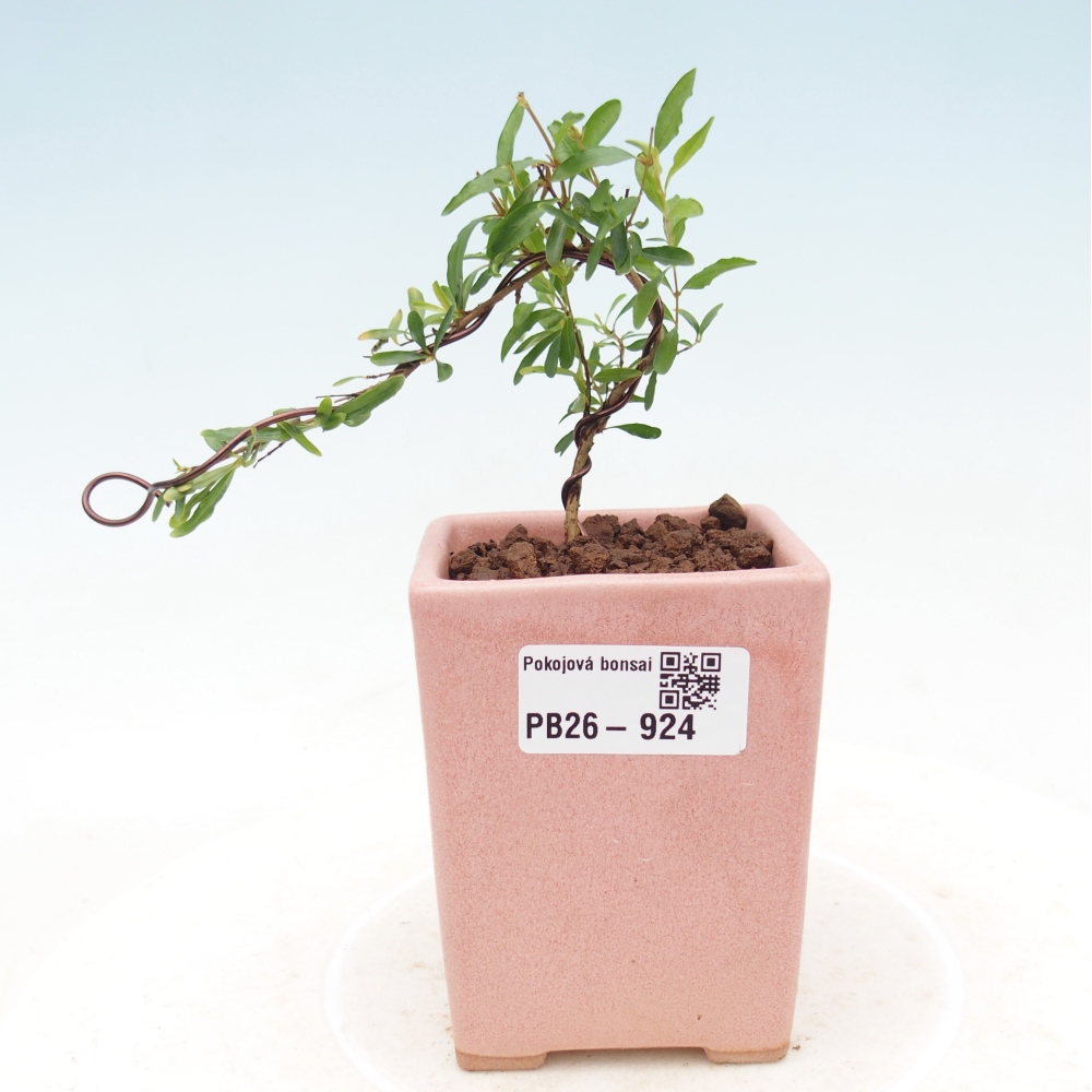 Room bonsai-PUNICA granatum nana-Granate apple