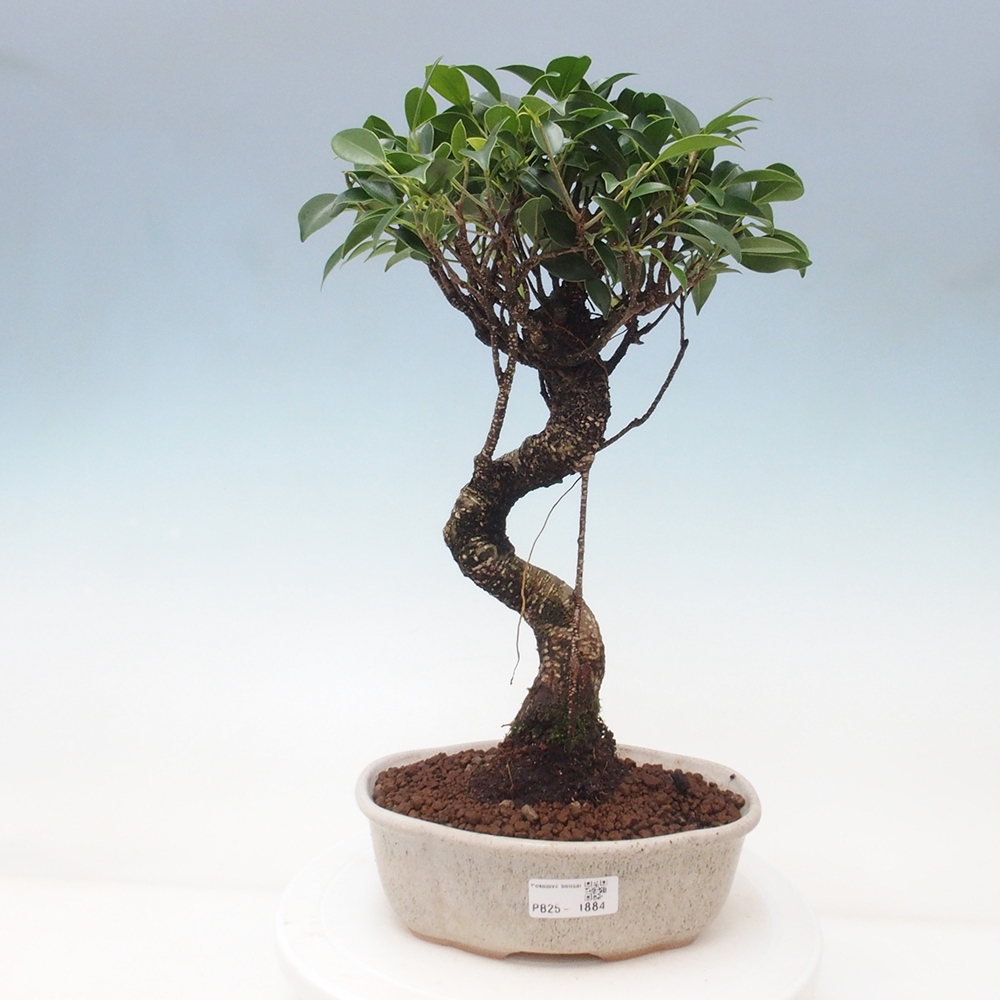 Indoor bonsai - Ficus retusa - small ficus