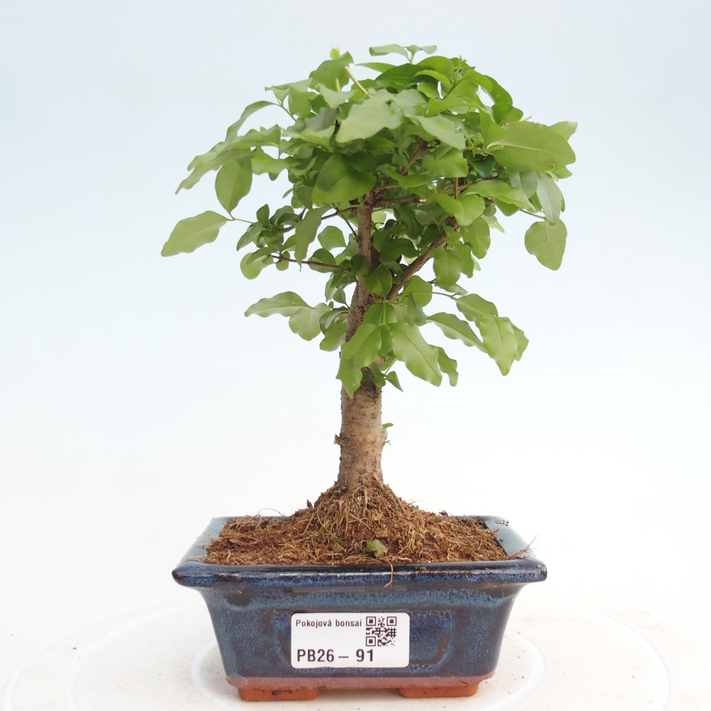 Room bonsai -Ligustrum chinensis - Birds Beak