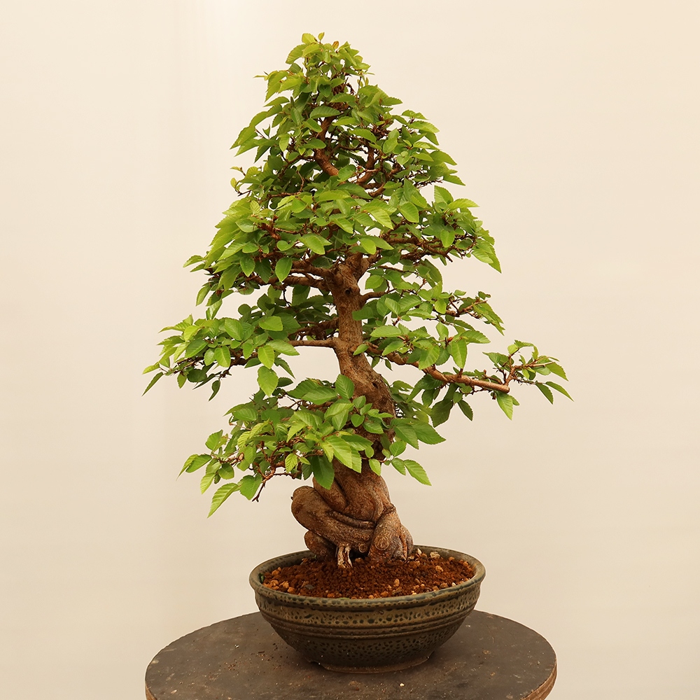 Outdoor bonsai - Carpinus Coreana - Korean hornbeam
