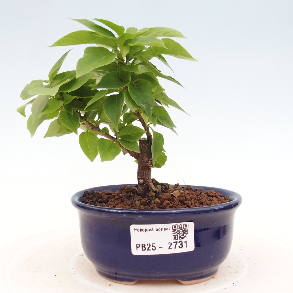 Indoor bonsai - Bouganwilea