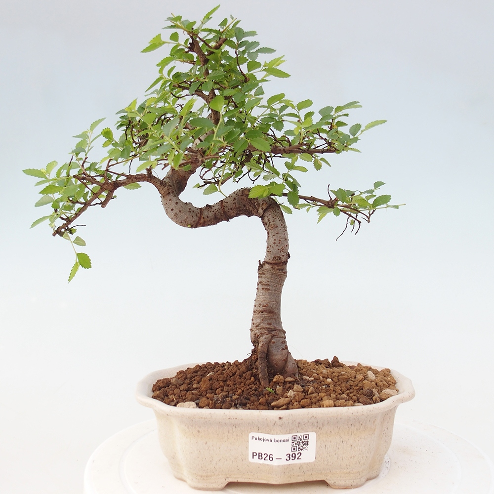 Room bonsai - Ulmus parvifolia - Small-leaved elm