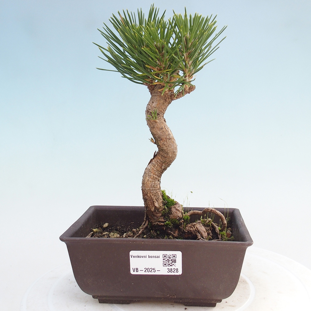 Outdoor bonsai - Pinus thunbergii - Thunberg pine