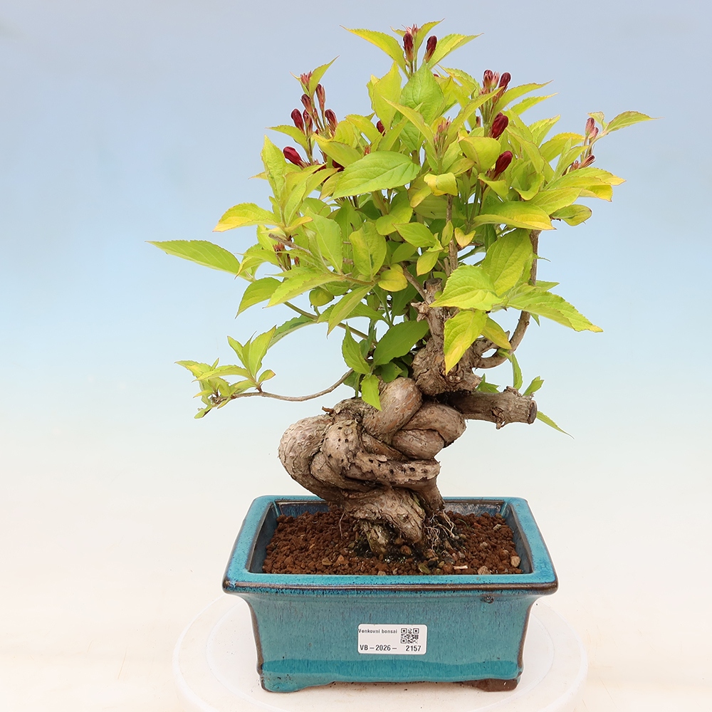 Outdoor Bonsai - Weigela subsessilis - Korean Weigela