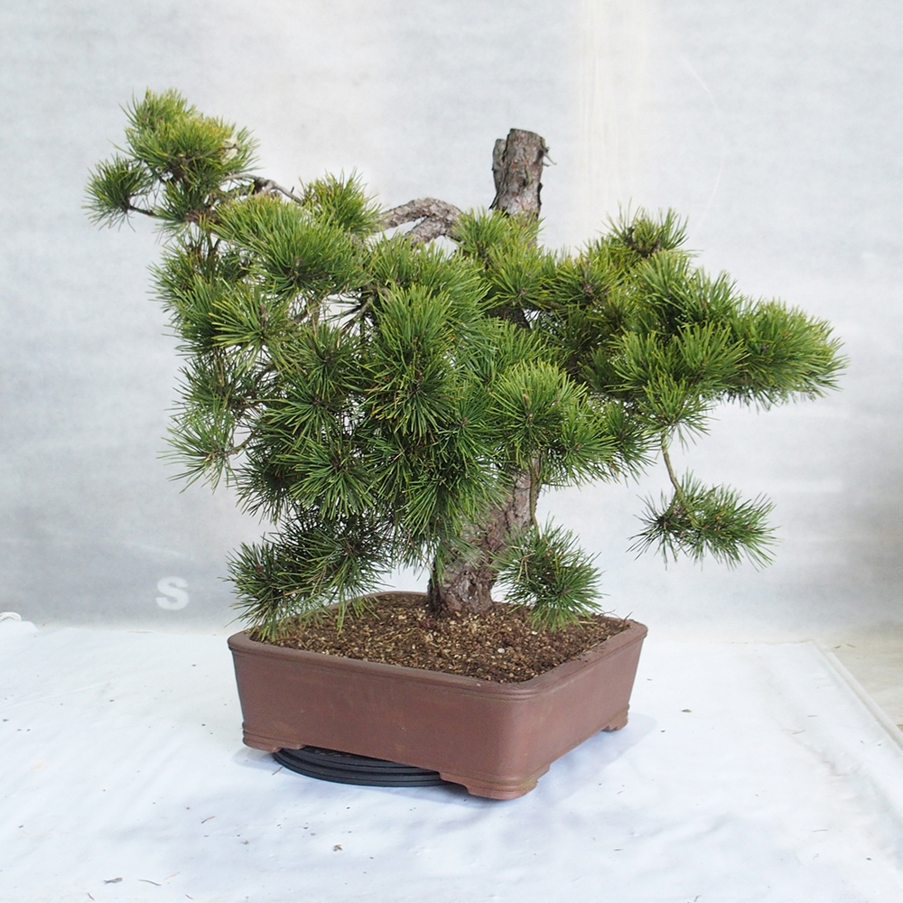 Yamadori - Pinus sylvestris 