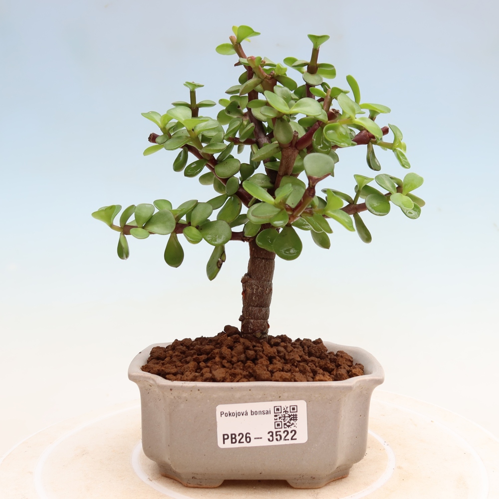 Room bonsai - Portulakaria Afra - Tlustice