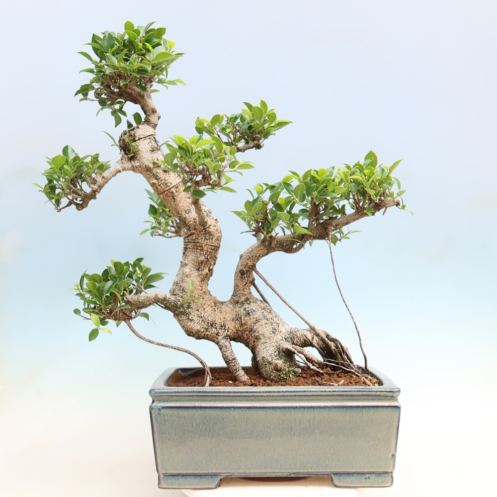 Room bonsai - Ficus kimmen - small-leaved ficus