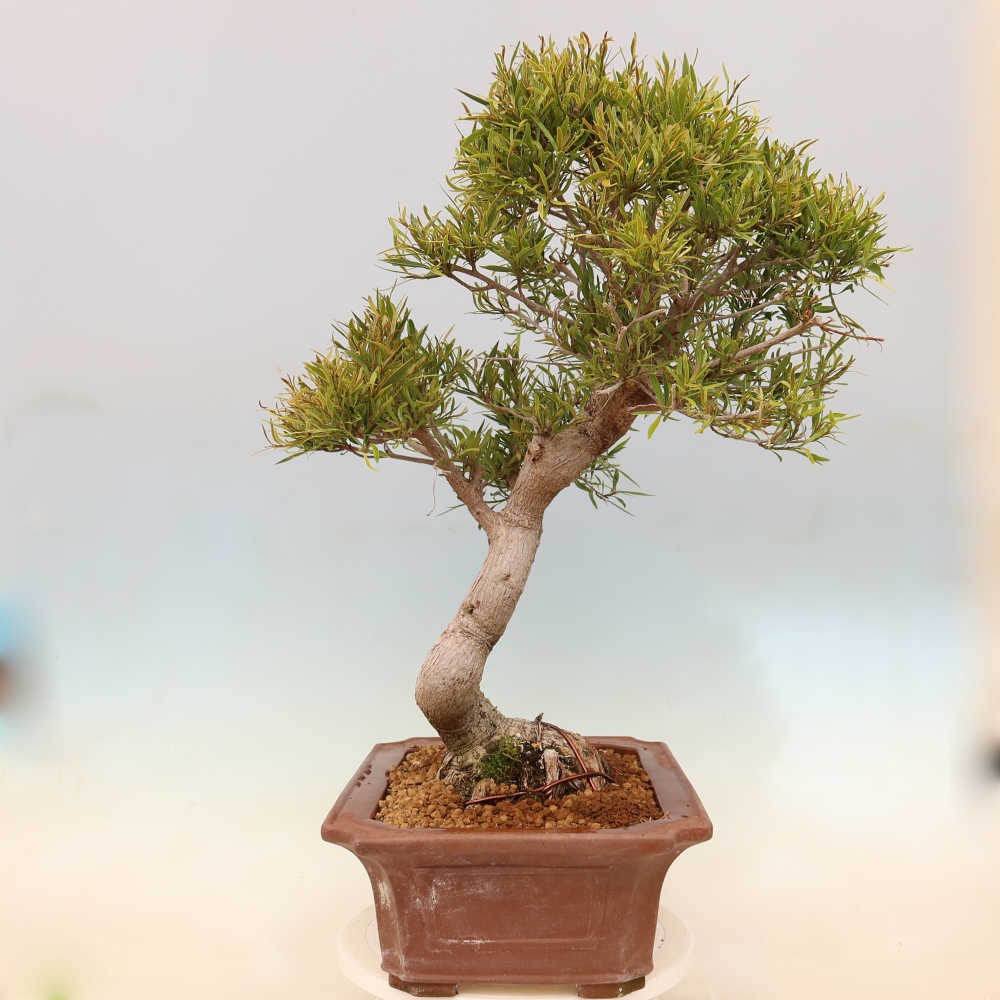 Room bonsai - Ficus nerifolia - small-leaved ficus
