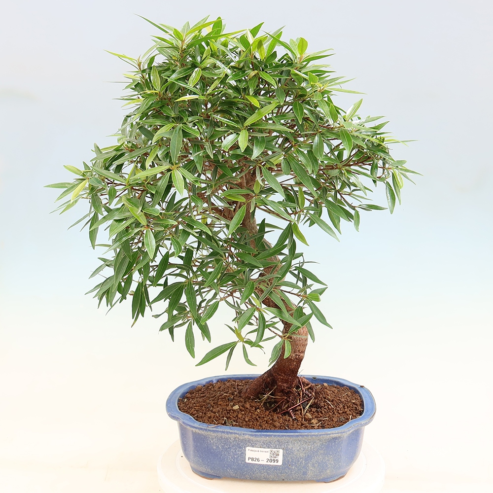 Room bonsai - Ficus nerifolia - small-leaved ficus