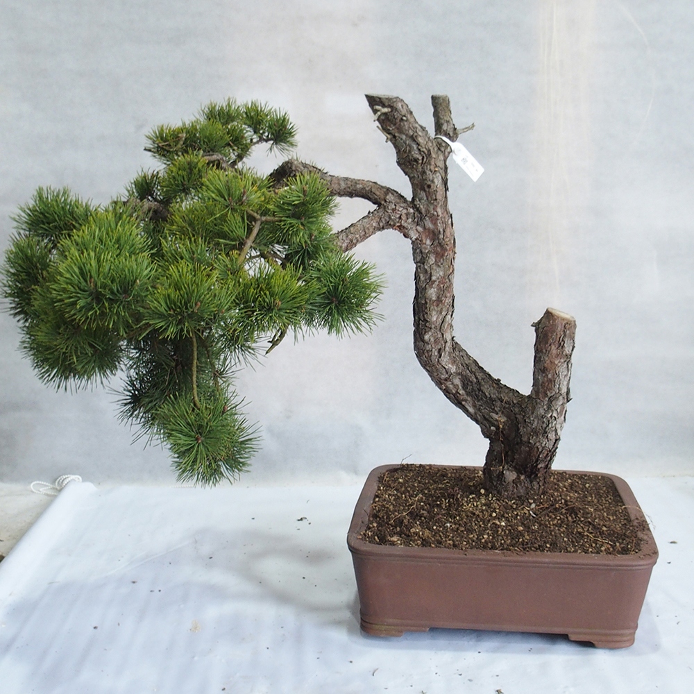 Yamadori - Pinus sylvestris 