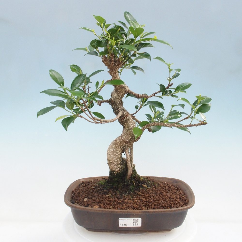 Indoor bonsai - Ficus kimmen - small-leaved ficus