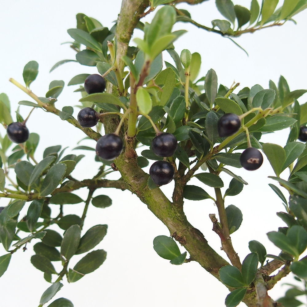 Kokedama with a saucer - Ilex crenata - Holly