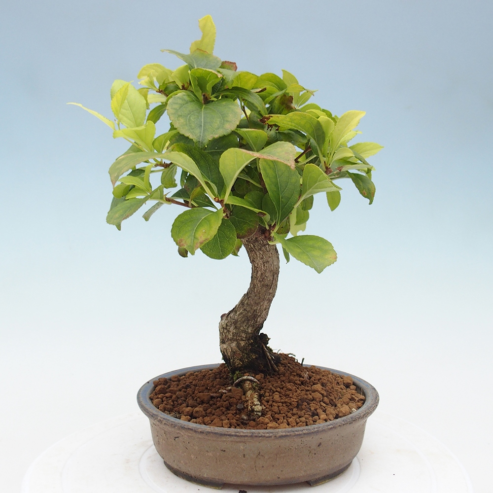 Outdoor bonsai - Celastrus Jesenec