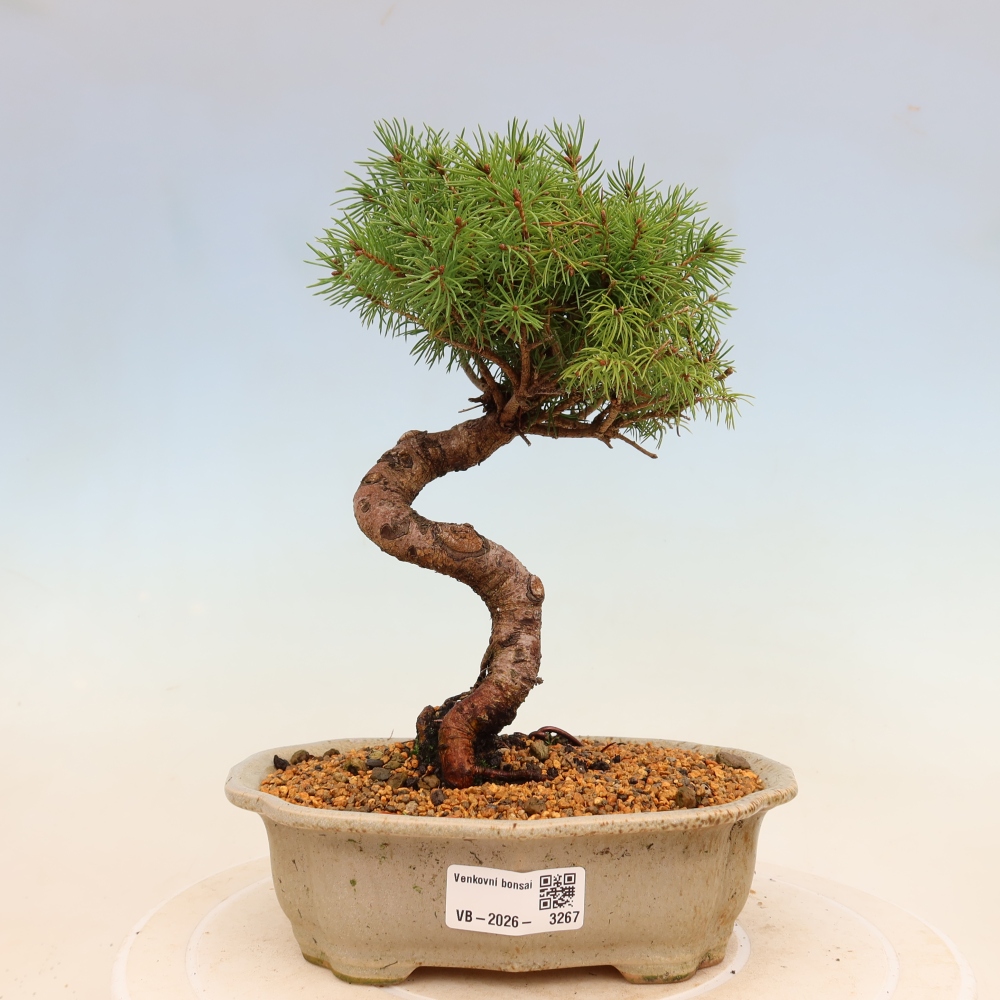 Outdoor bonsai - Spruce - Picea glauca globe