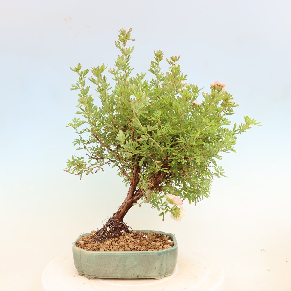 Outdoor Bonsai—Shrubby Cinquefoil—Potentilla fruticosa 'Bellissima'
