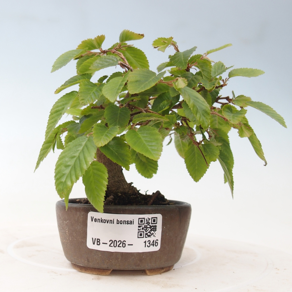 Outdoor bonsai -Carpinus CARPINOIDES - Korean Hornbeam