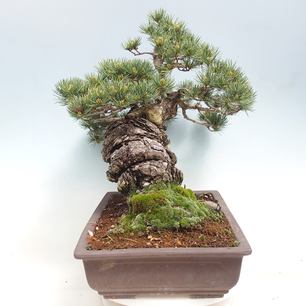 Outdoor bonsai - Pinus parviflora - Pinus parviflora