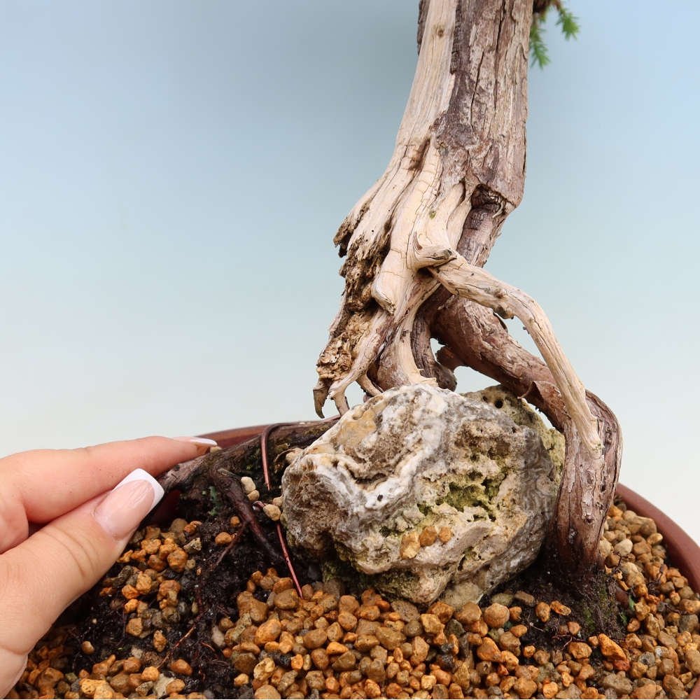 Outdoor Bonsai - Juniperus squamata – Scaly Juniper