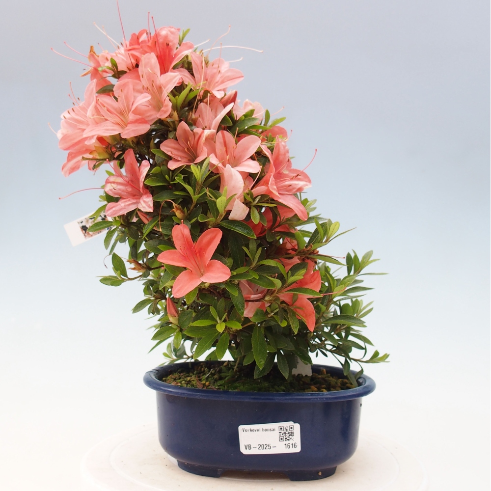 Outdoor bonsai - Japanese azalea - Azalea Nikko