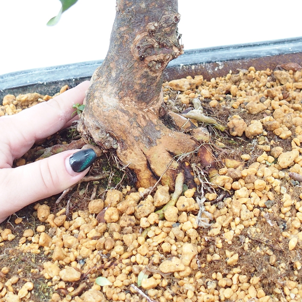 Outdoor bonsai - Japanese Azalea - Azalea Kisshoten