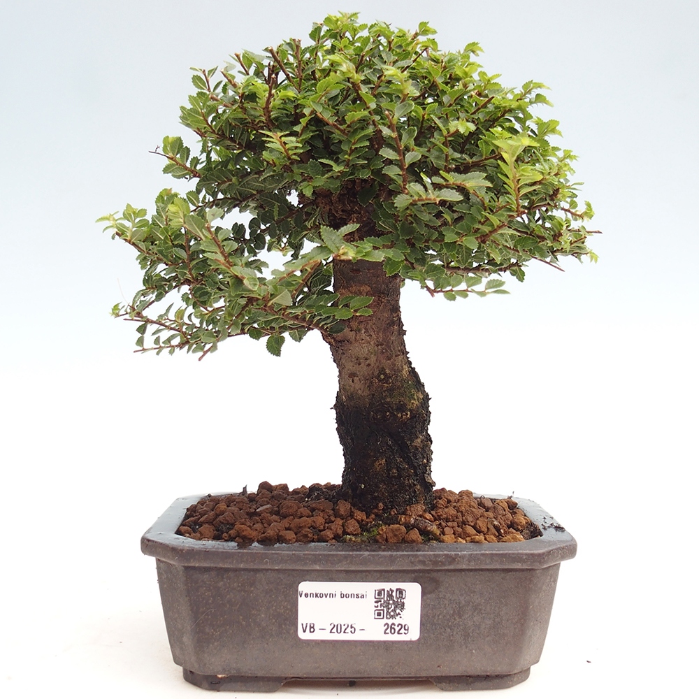Outdoor bonsai - Ulmus parvifolia Hokkaido - Chinese elm