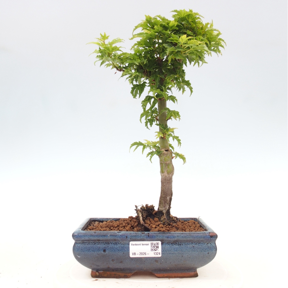 Outdoor bonsai -Javor palm Acer palmatum Shishigashira