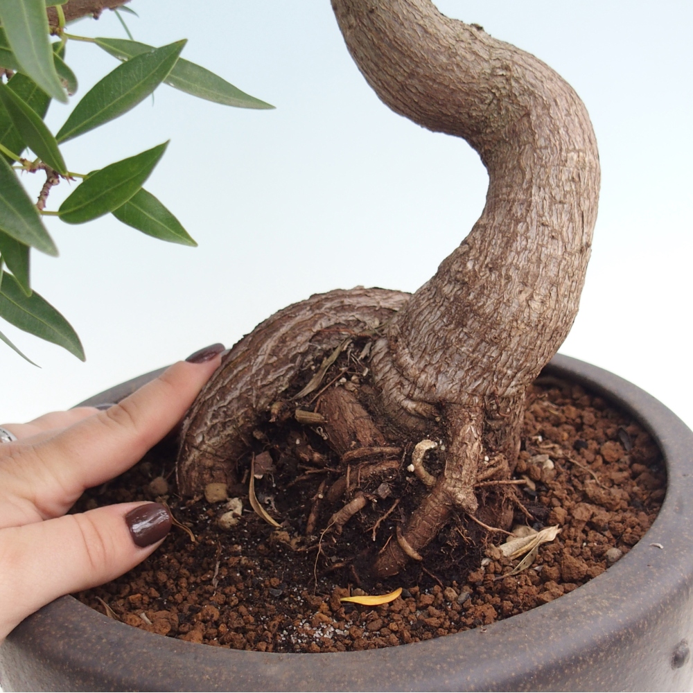 Room bonsai - Ficus nerifolia - small-leaved ficus