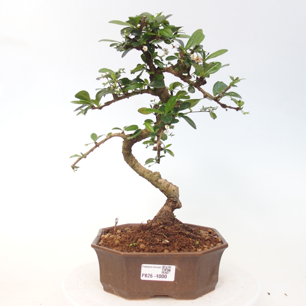 Room bonsai - Carmona macrophylla - Tea fuki