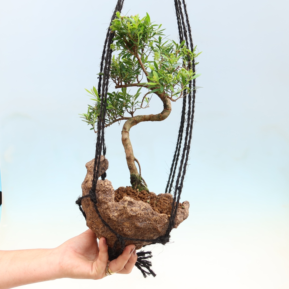 Kokedama in a Ceramic Pot - Syzygium - Pimento Tree
